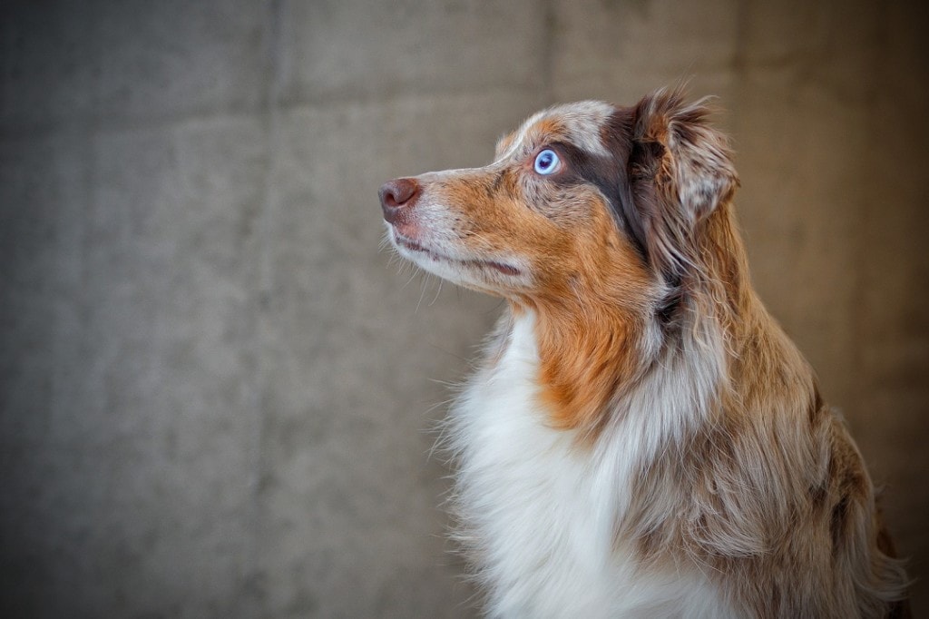 Is pet insurance worth it or should I save?
