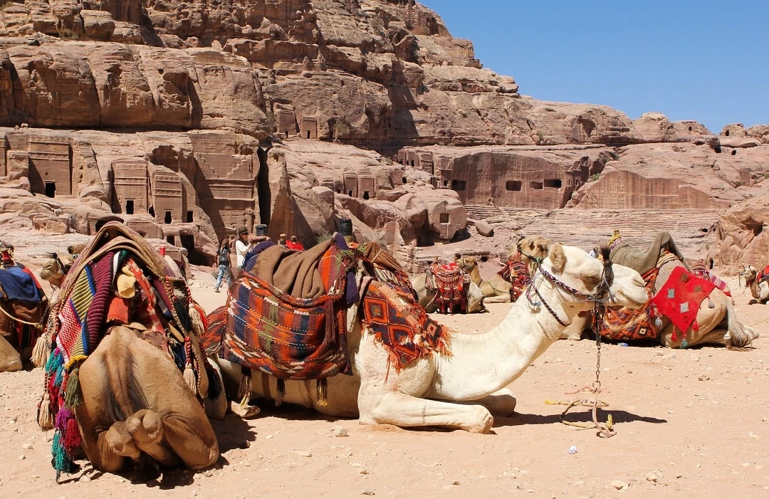 Camels are everywhere since many travelers get too tired to walk