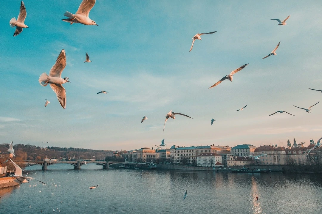 How much does it cost to go to Prague birds