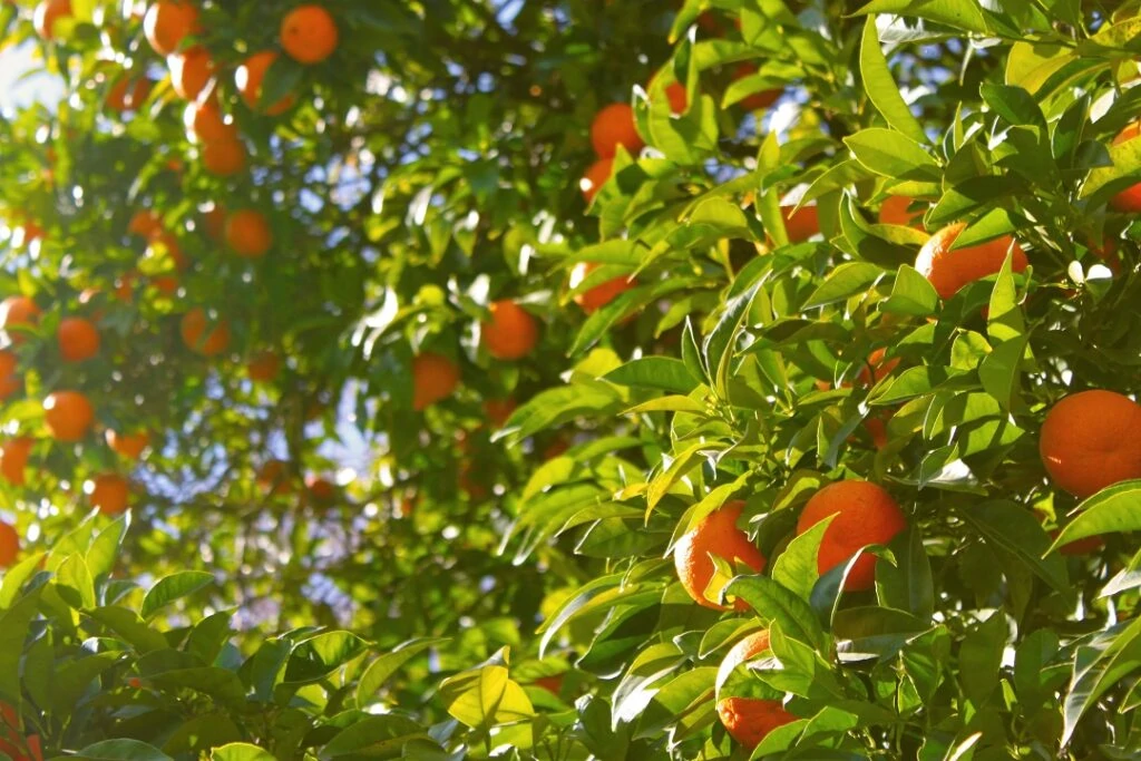 Tangerine ETF review